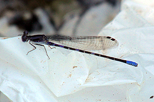 Kiowa Dancer - Argia immunda